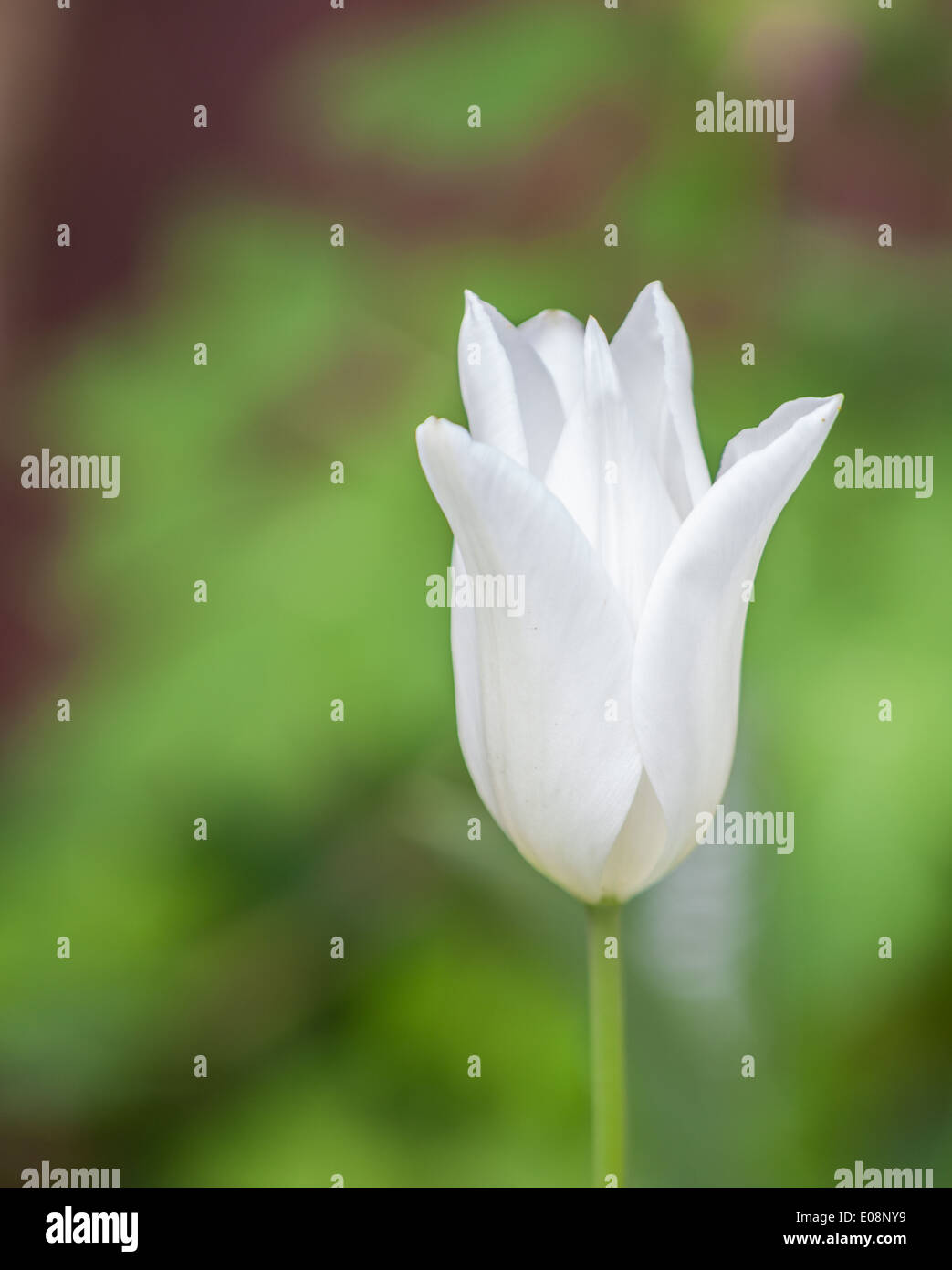 Bild einer einzigen weißen Tulpe Stockfoto