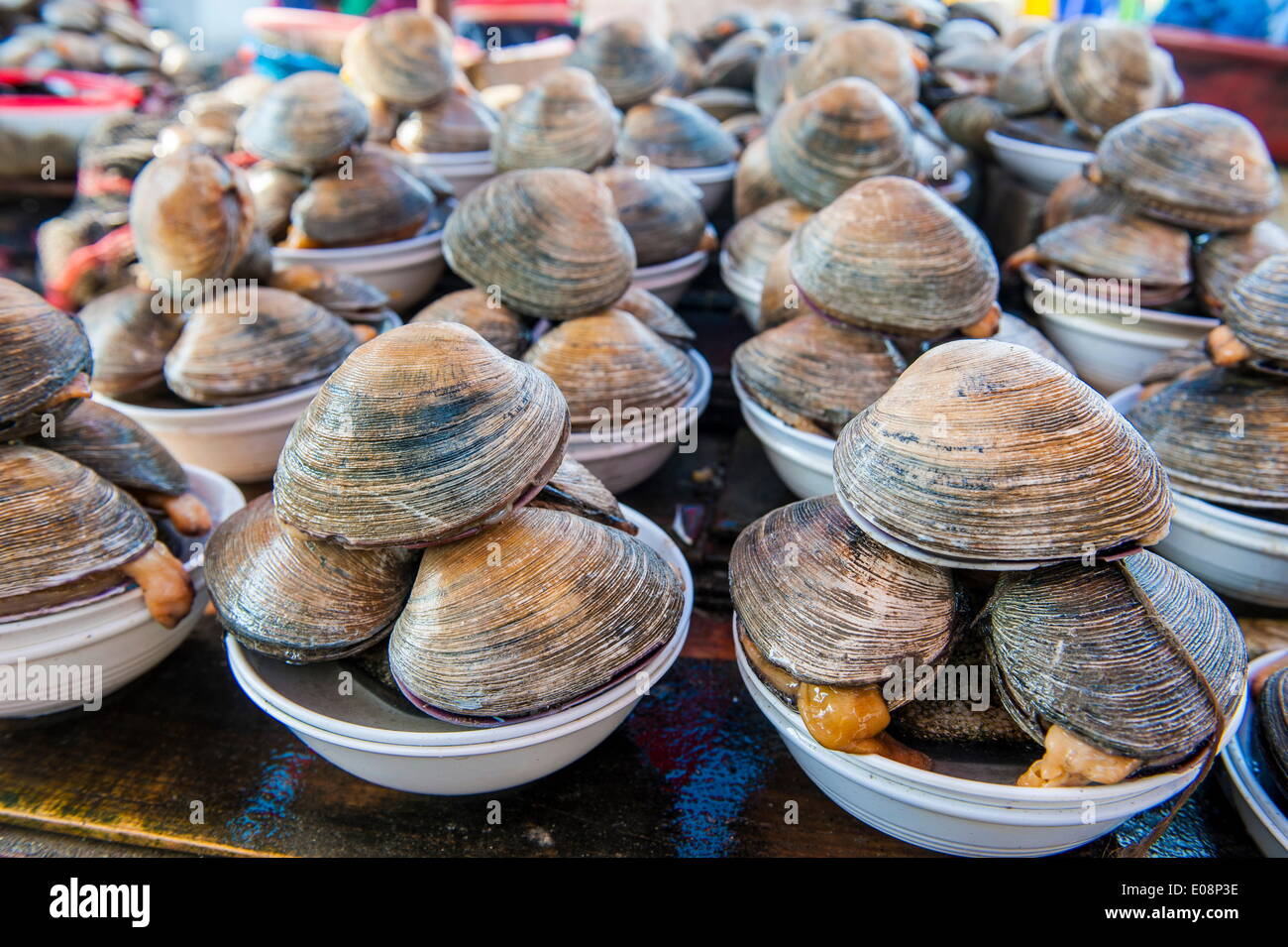 Muscheln für den Verkauf auf dem Fischmarkt in Busan, Südkorea, Asien Stockfoto