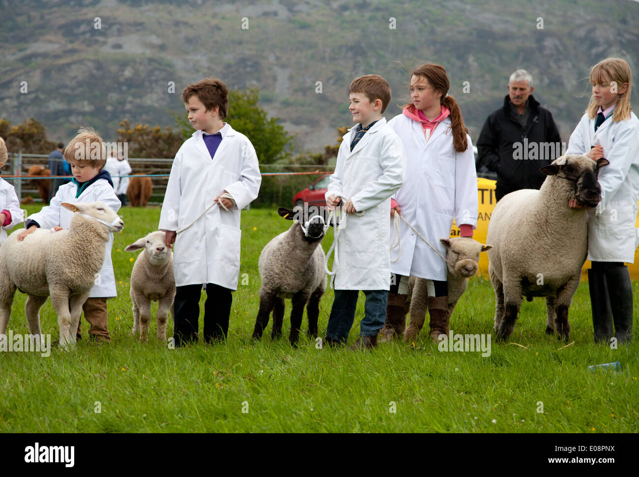 Eine Gruppe von Kindern führen ihre Lämmer an der Leine in den jungen Schäferhund-Wettbewerb der Sioe Nefyn - eine county show Stockfoto