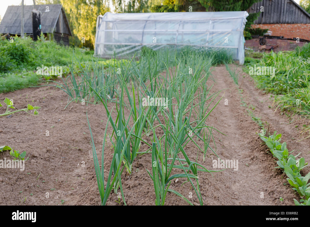 Reihe von Zwiebeln im Garten Stockfoto