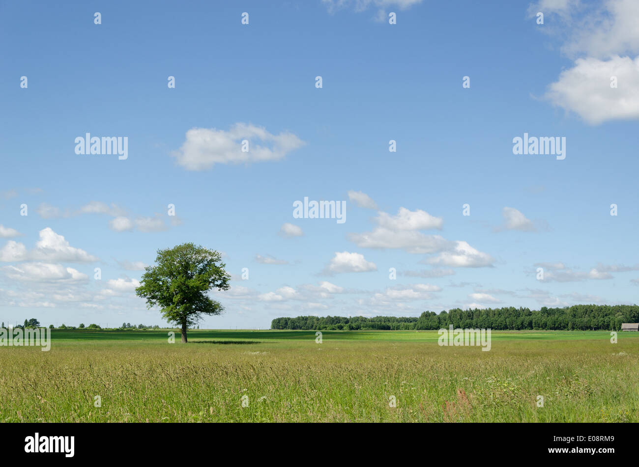 Panoramablick über grüne Sommerwiese und einsamen großen Baum am blauen Himmelshintergrund Stockfoto