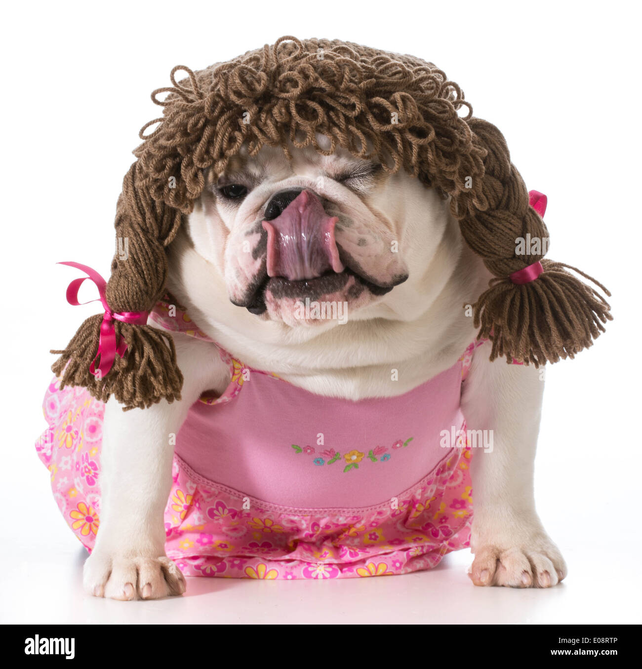 Hündin - englische Bulldogge trägt rosa Kleid und Zopf Perücke isoliert auf weißem Hintergrund Stockfoto