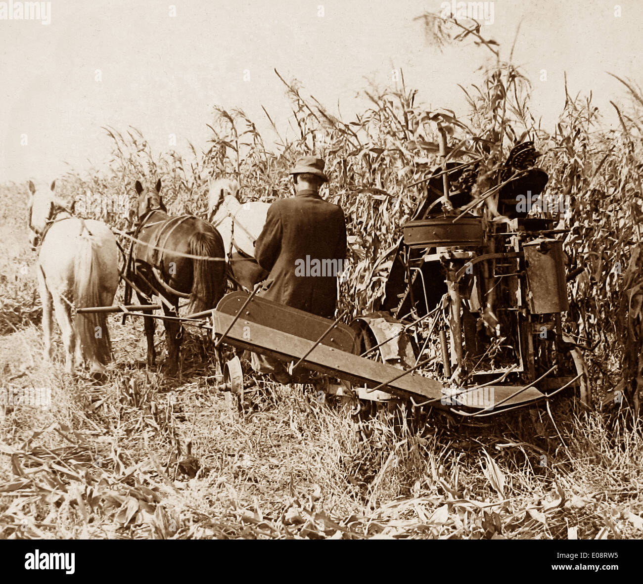 Mais-Ernte in Indiana frühen 1900er Jahren Stockfoto