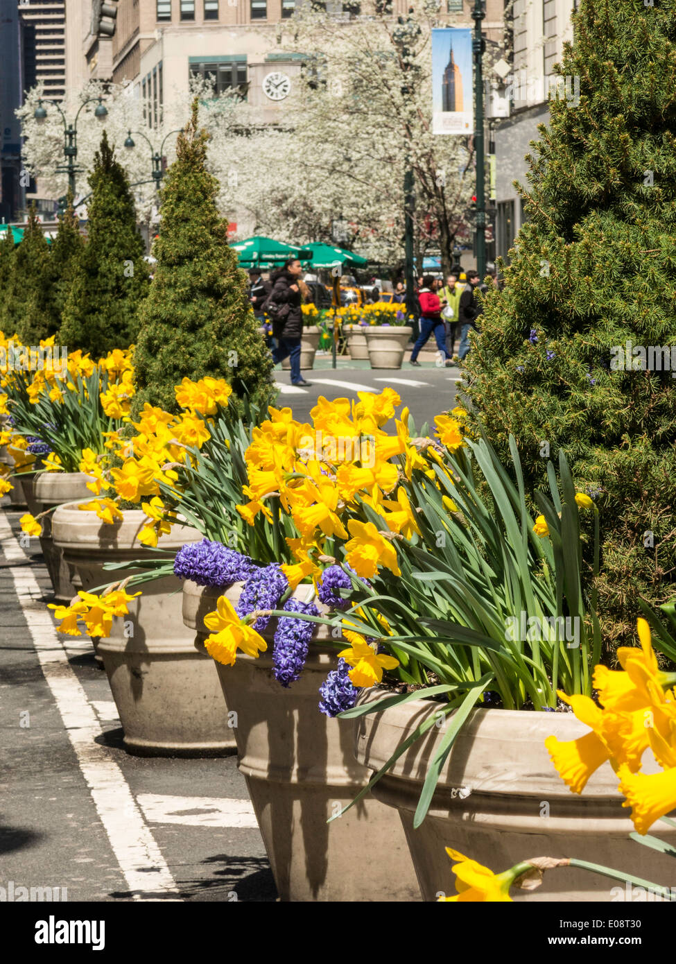 Töpfe mit Narzissen auf der Avenue of the Americas entlang Greeley Square, NYC, USA Stockfoto