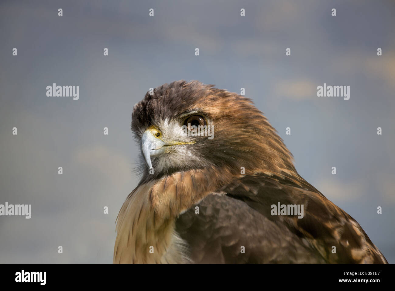 Red Tailed Hawk thront und beobachten Stockfoto