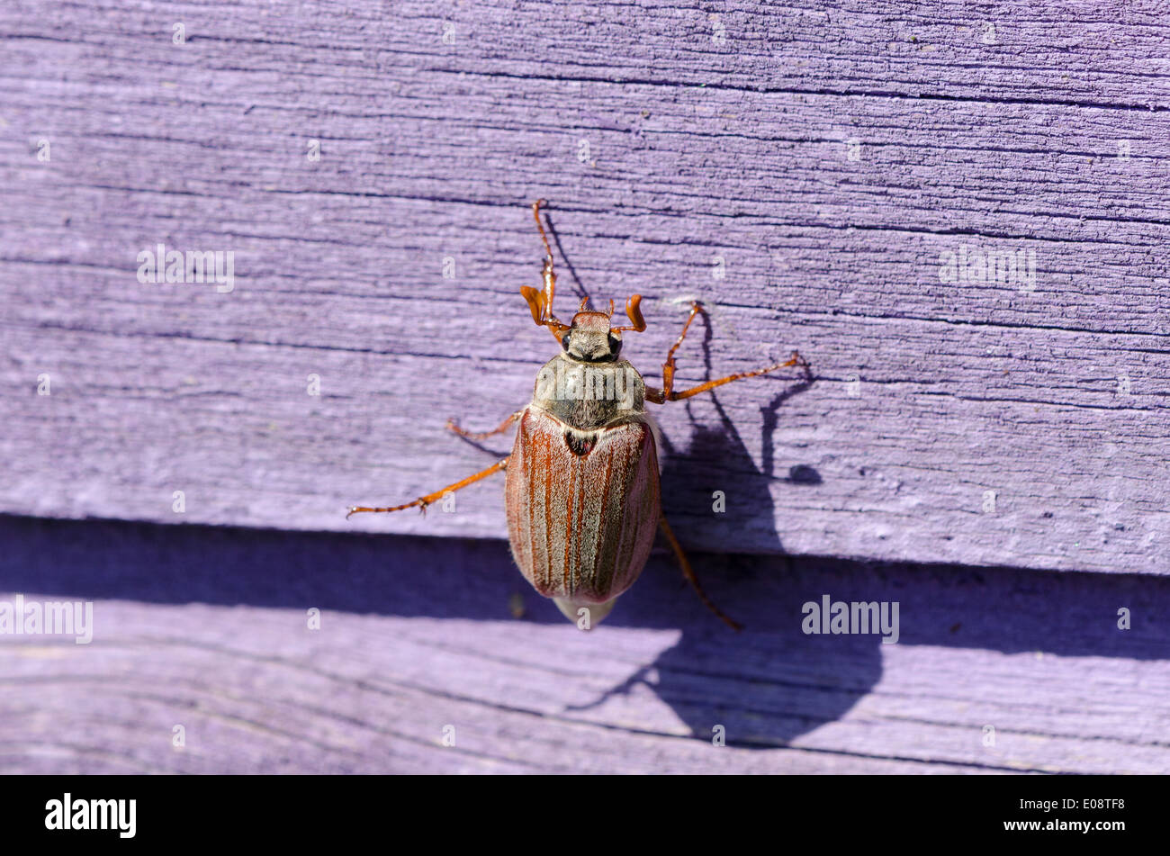 kleine braune Maikäfer Chafer kriecht auf Holzoberfläche blass lila Stockfoto