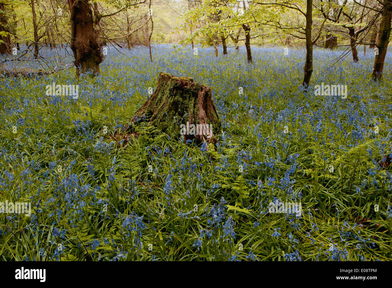 Ein Teppich aus Glockenblumen in den Wäldern im Lanhydrock House in der Nähe von Bodmin in Mitte Cornwall an einem Frühlingsmorgen. Stockfoto