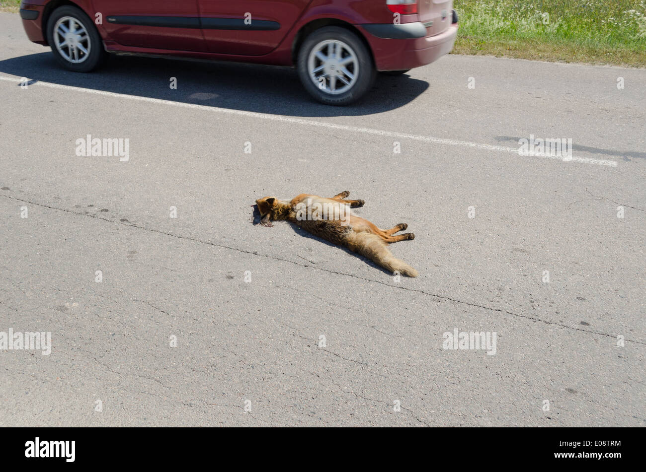 Getötete Toten Fuchs tierischen Körper lag auf ländliche Straße und Auto fahren vorbei. Stockfoto