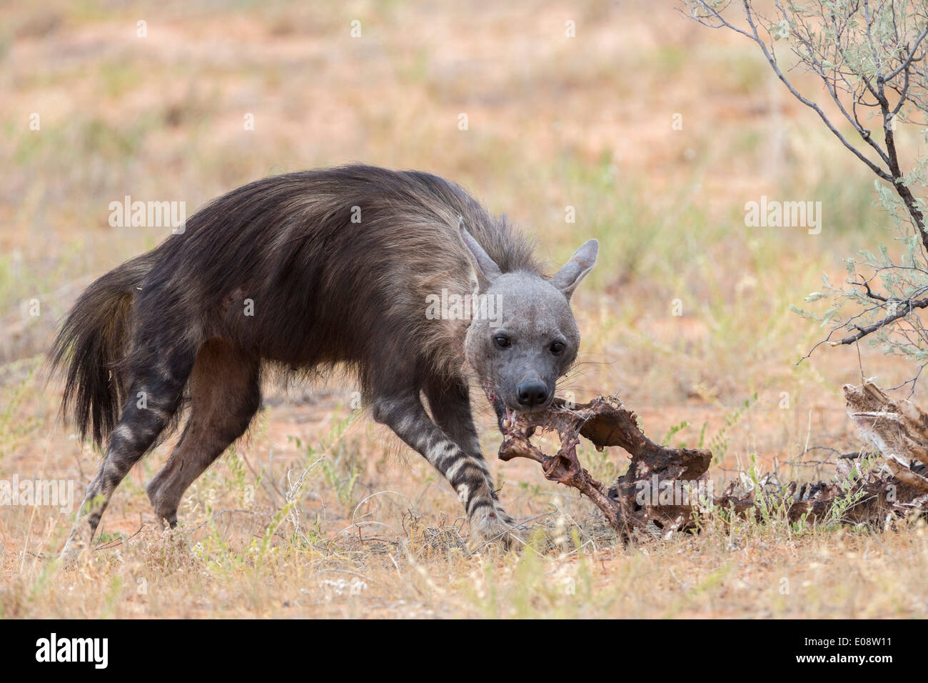 Braune Hyäne (zerbeissen Brunnea) aufräumen, Kgalagadi Transfrontier National Park, Northern Cape, South Africa, Februar 2014 Stockfoto