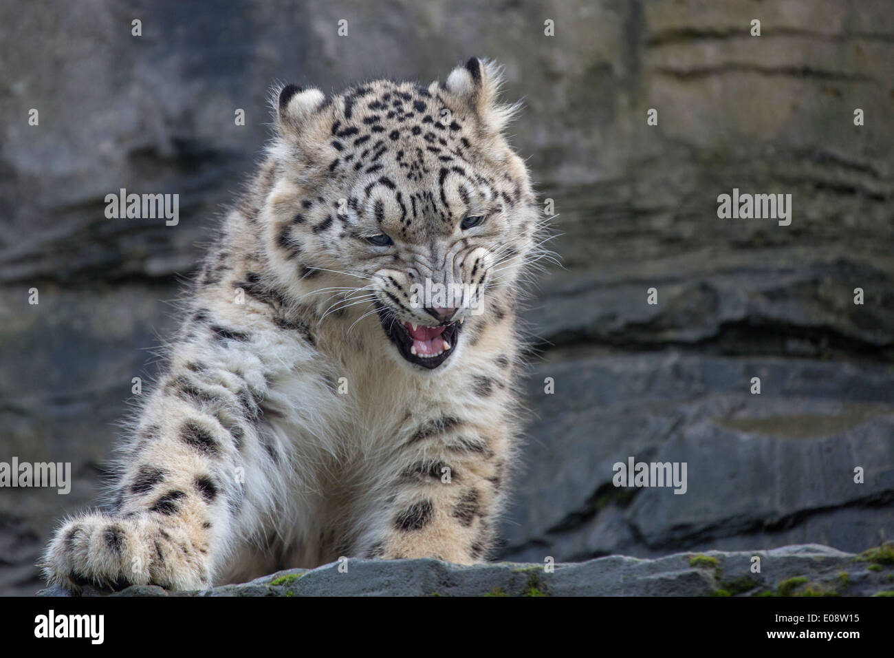 Ein-Jahr-alte Snow Leopard Stockfoto
