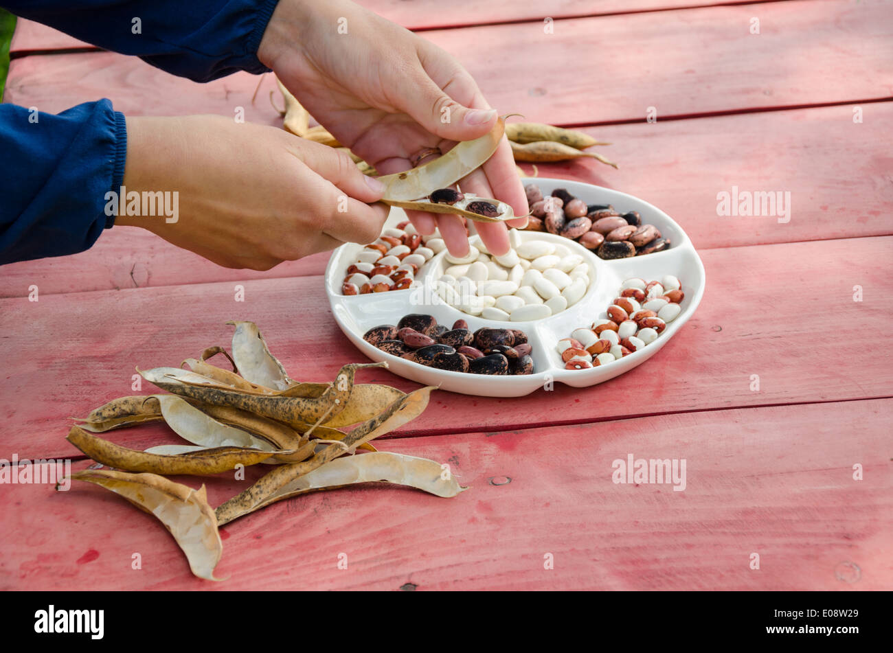Abschluss der Weibchen übergibt Schale Schale dekorativen bunten Bohnen Schoten weiße Schale auf roten Holztisch. Stockfoto