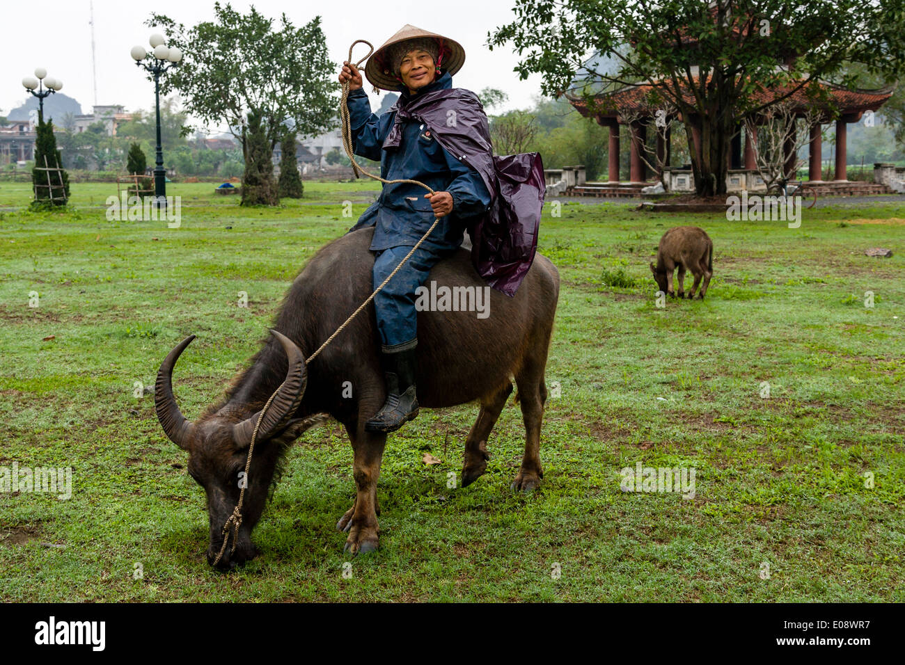 Lokale Mann Reiten ein Wasserbüffel, Hoa Lu, Provinz Ninh Bình, Vietnam Stockfoto