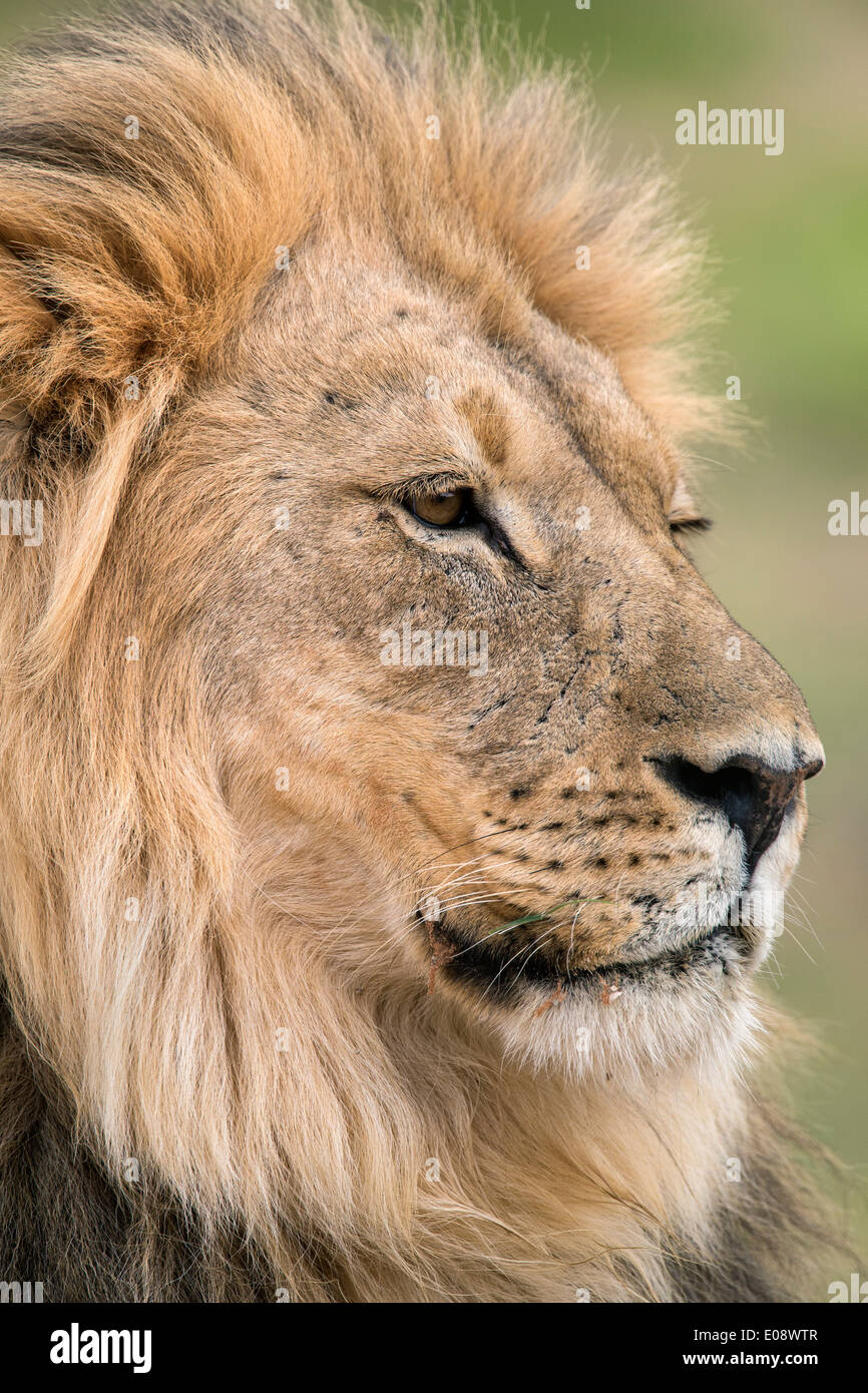 Löwe (Panthera Leo), Kgalagadi Transfrontier Park, Südafrika, Januar 2014 Stockfoto