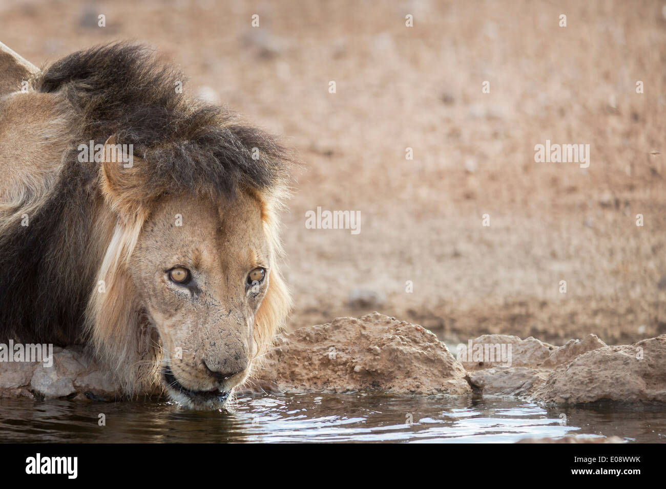 Löwe (Panthera Leo) trinken, Kgalagadi Transfrontier Park, Südafrika, Januar 2014 Stockfoto