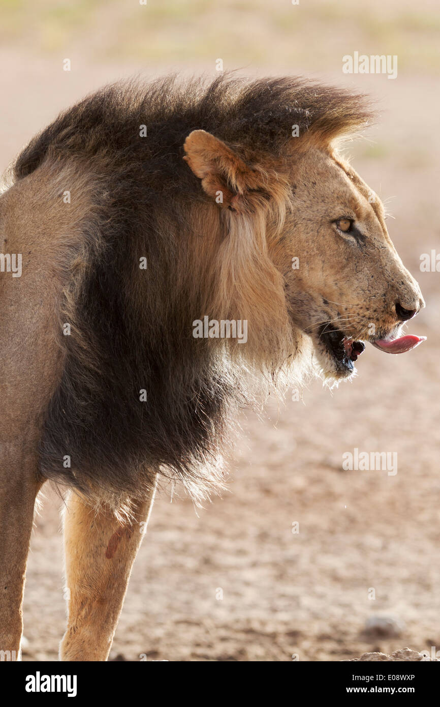 Löwe (Panthera Leo), alte stolz männlich, Kgalagadi Transfrontier Park, Südafrika, Januar 2014 Stockfoto