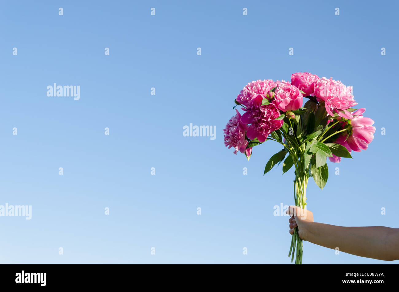 großen Blumenstrauß rosa Pfingstrosen Frau die Hände auf einen blauen Himmelshintergrund Stockfoto