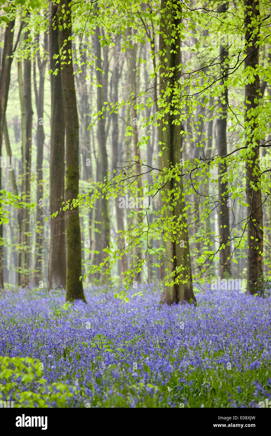 Hyacinthoides non scripta - Bluebells blühen im Frühjahr bei West Woods bluebell wood, in der Nähe von Marlborough, Wiltshire, England, Großbritannien Stockfoto