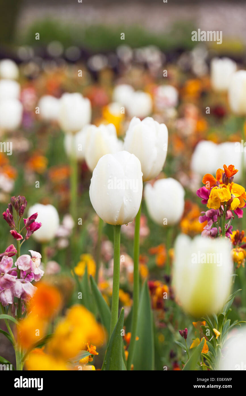 Fokus ist auf einer weißen Tulpe in einem Frühjahr mehrfarbig Gartengrenze in Großbritannien Stockfoto