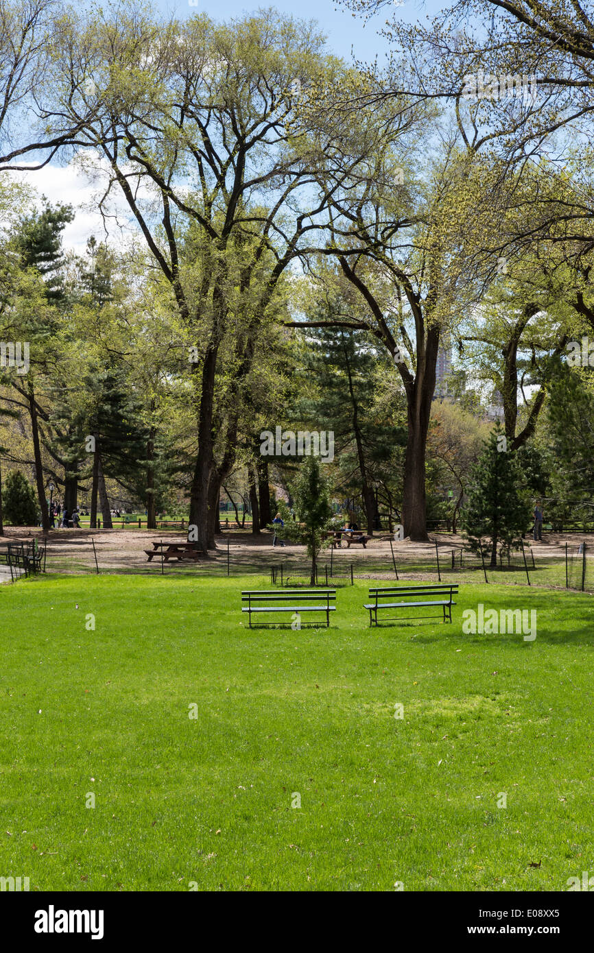 Arthur Ross Pinetum im Central Park, New York, USA Stockfoto