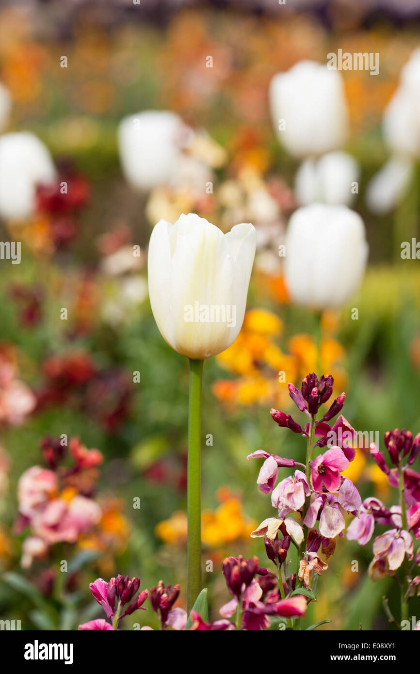 Fokus ist auf einer weißen Tulpe in einem Frühjahr mehrfarbig Gartengrenze in Großbritannien Stockfoto