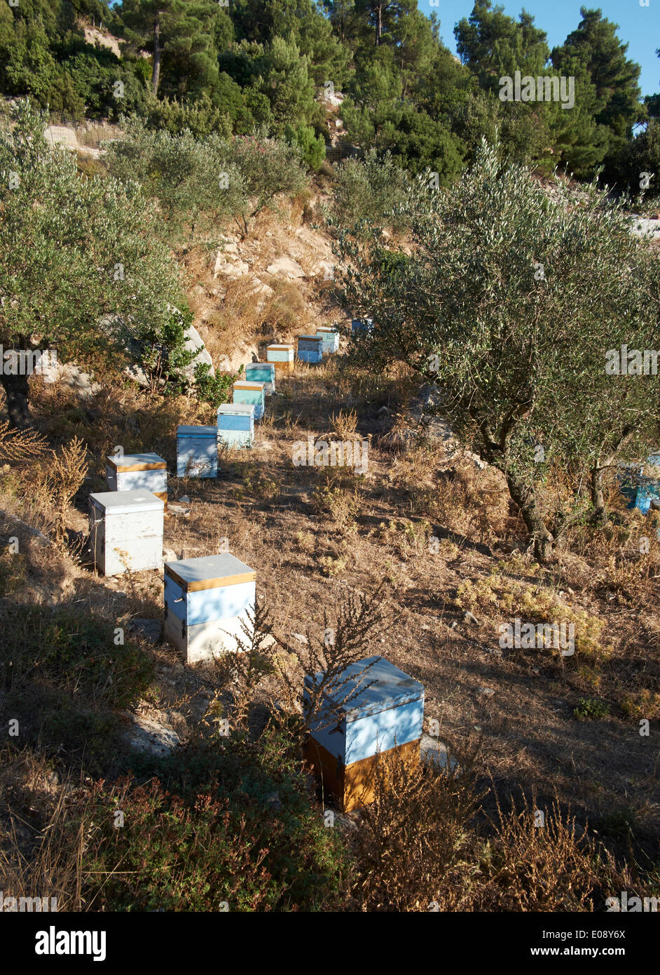 Bienenstöcke in Ikaria, Griechenland Stockfoto