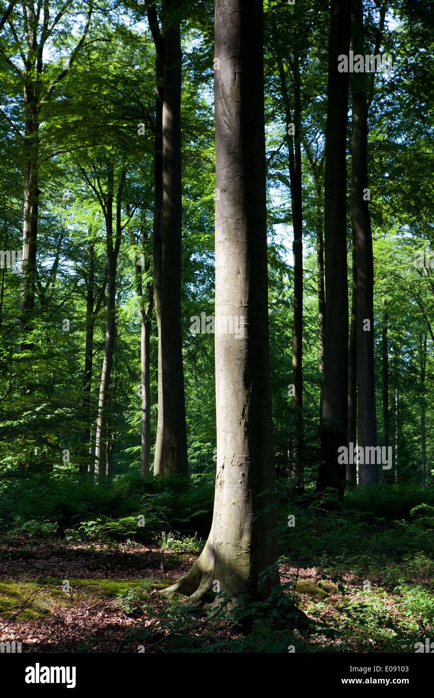 Sonian Wald, Foret de Soignes oder Zoniënwoud, 11.000 Hektar Wald südöstlich von Brüssel Stockfoto