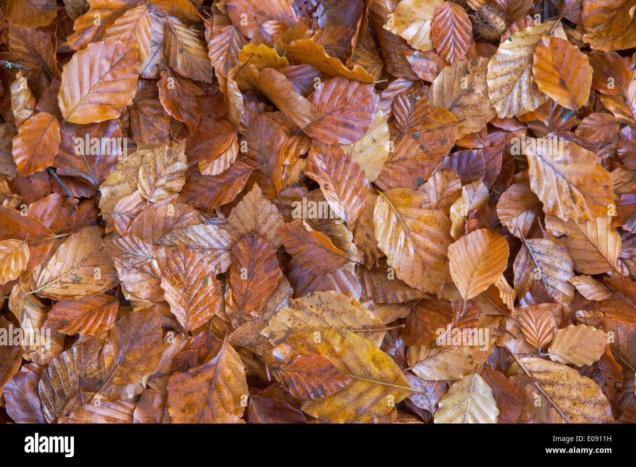 Herbstliche Buche verlässt (Fagus Sylvatica), nach Regen, Northumberland National Park, UK, November 2013 Stockfoto