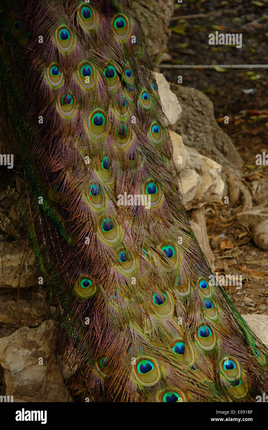 Peacock Schwanzfedern. Stockfoto