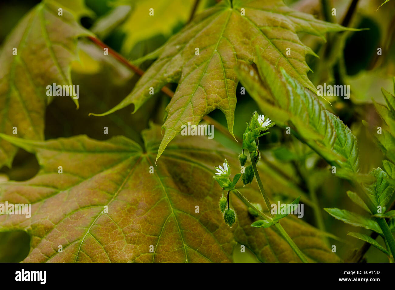 Blüte, Blume, Urlaub, Blätter, Blatt, Blätter, Blüte, Pflanzen, Blume, Blume, Stockfoto