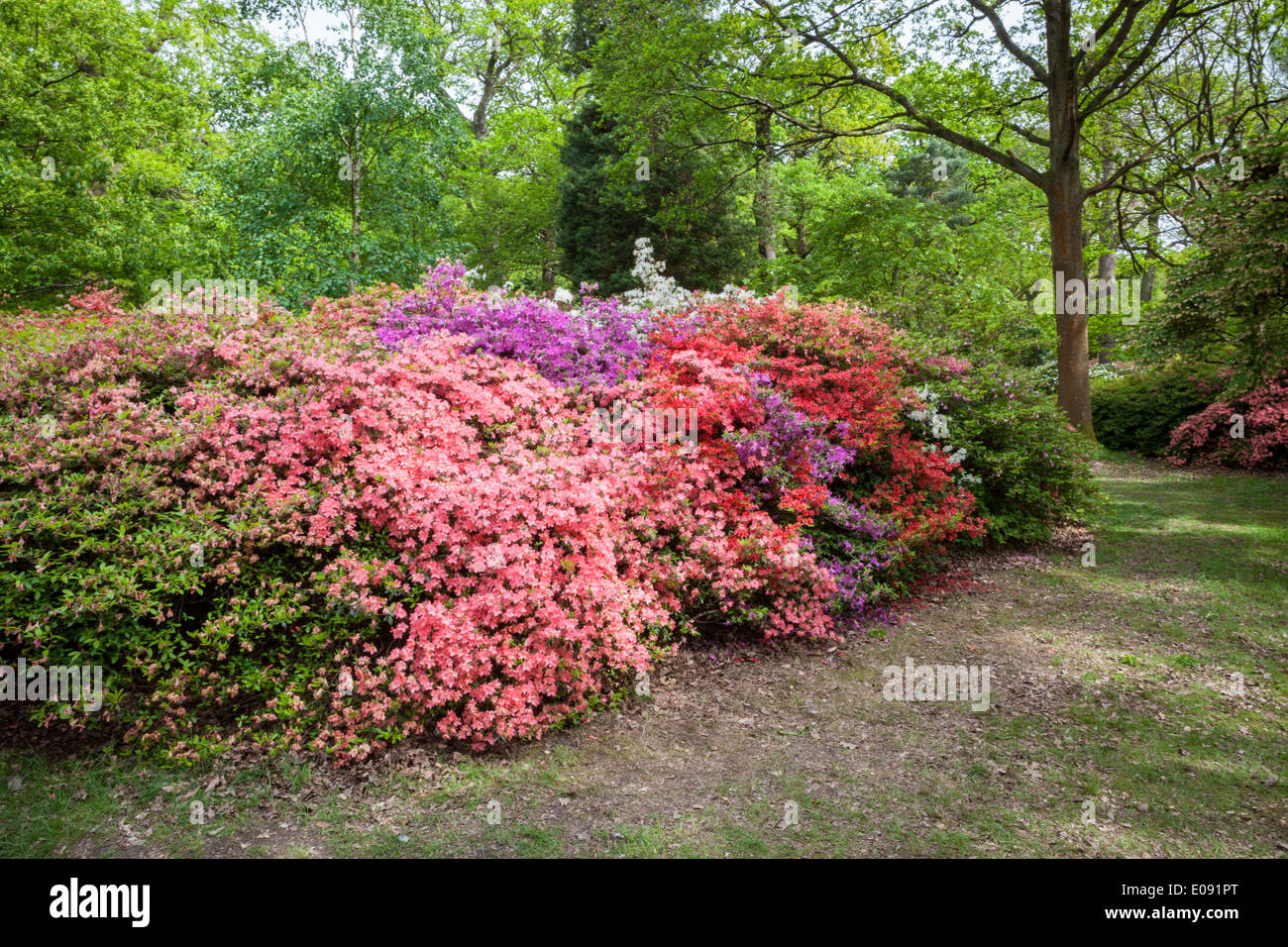 Frühling in die Isabella Plantation, Richmond Park Stockfoto
