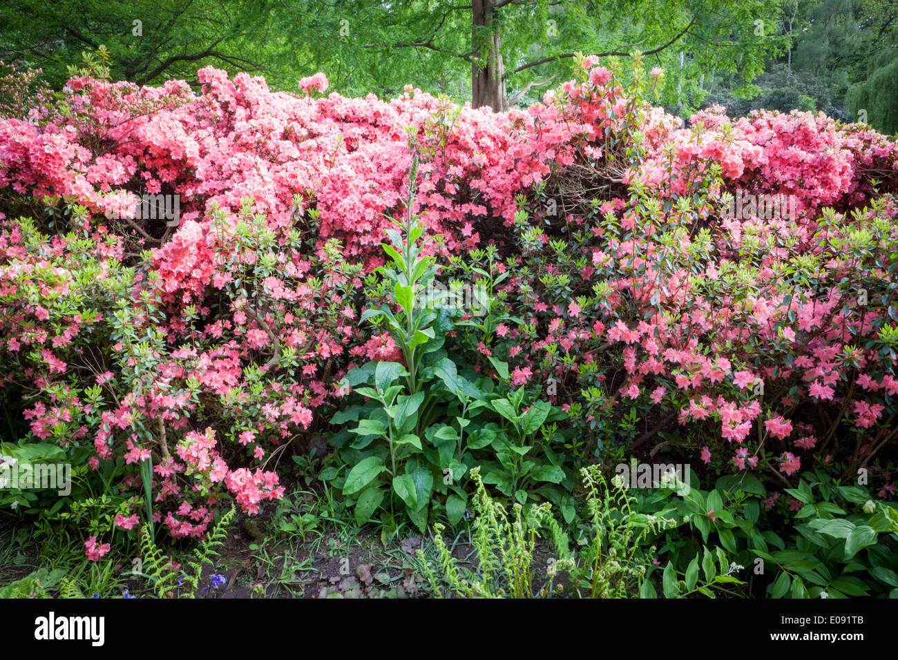 Die Isabella Plantation in Richmond Park Stockfoto