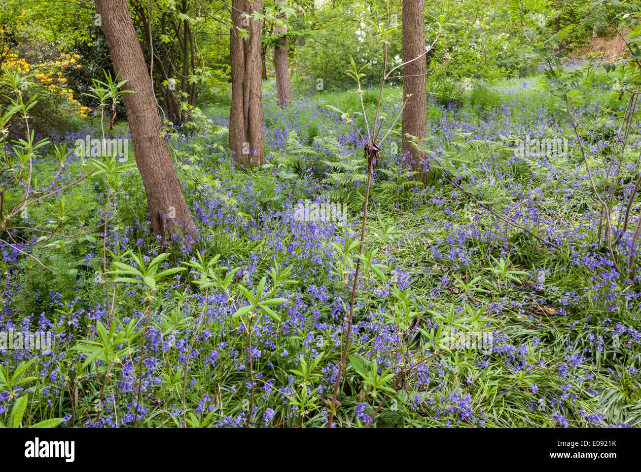 Glockenblumen in die Isabella Plantation, Richmond Park. Stockfoto