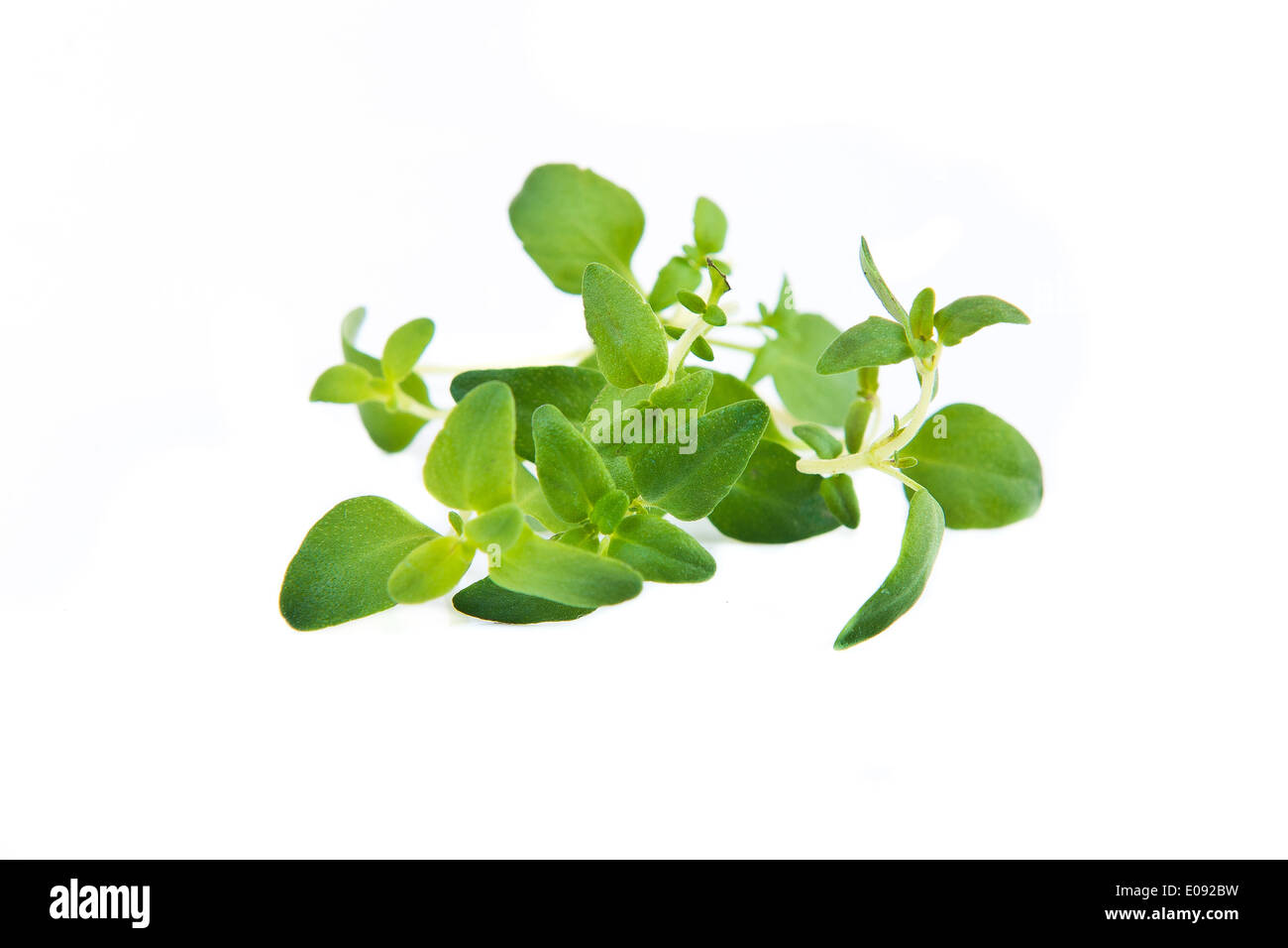 grünes Blatt Thymian auf weißem Hintergrund Stockfoto