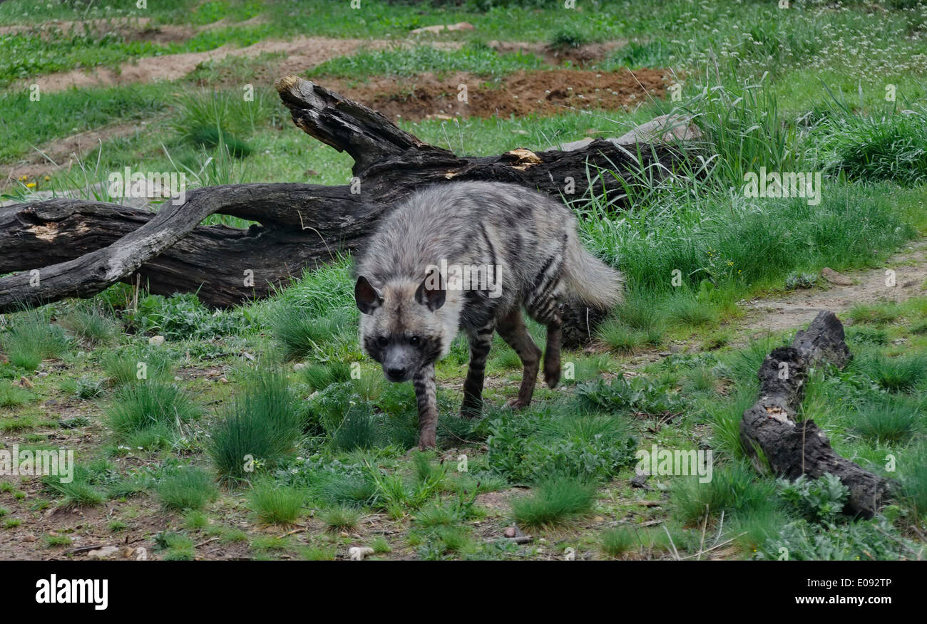 Gestreiften Hyäne vor einem Hof, Natur, Zoo, Sofia, Bulgarien Stockfoto
