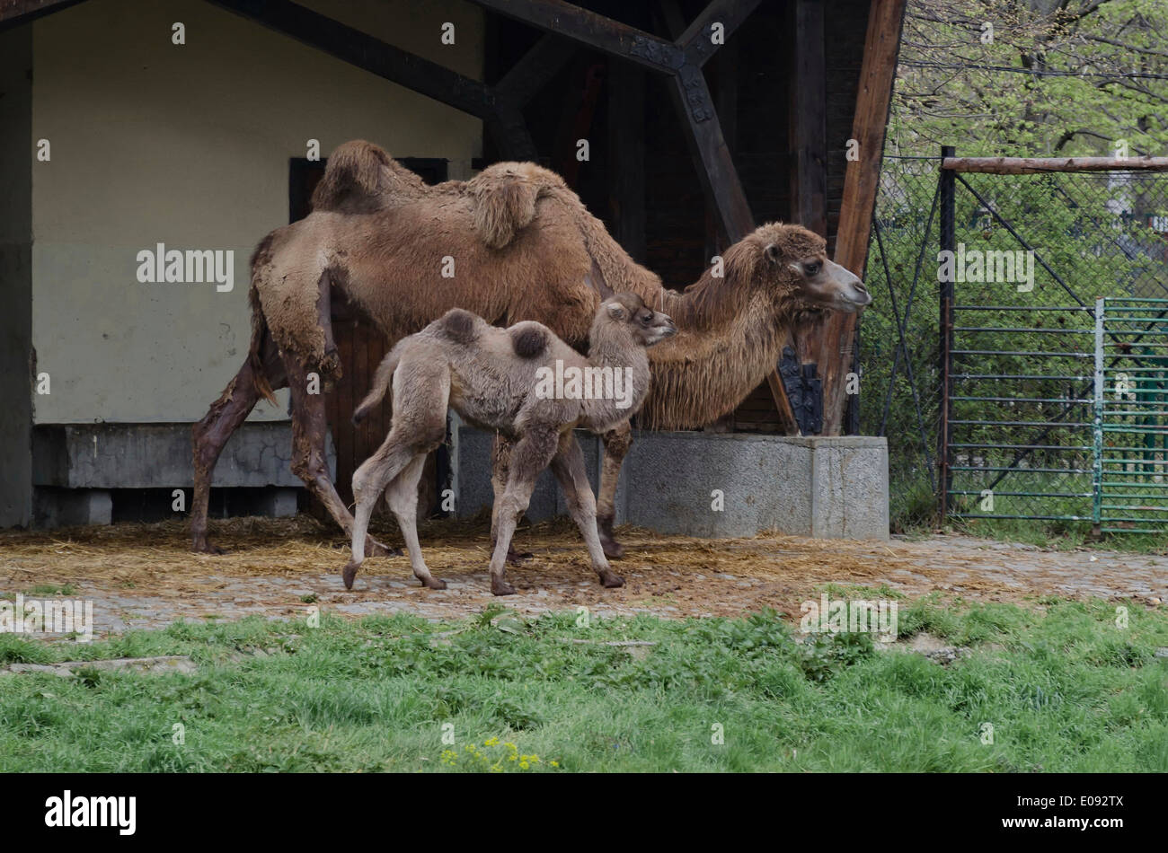 Baktrischen Kamel mit ihrem Baby im Zoo Sofia, Bulgarien Stockfoto