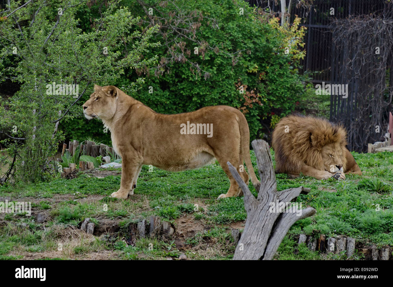 Porträt von zwei Löwen entspannen, gehen in den Zoo-Sofia, Bulgarien Stockfoto