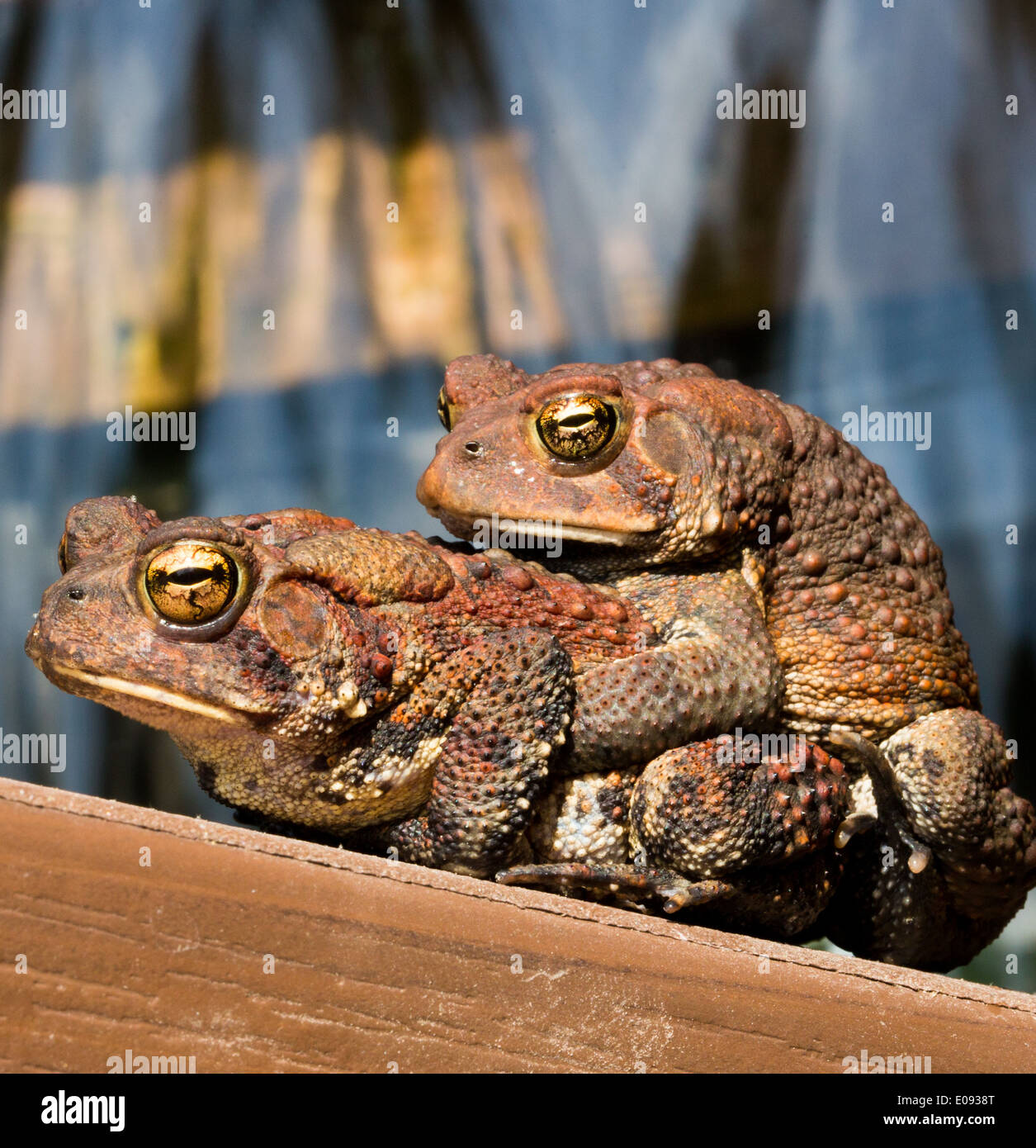 Frösche im Teich Paarung. Stockfoto