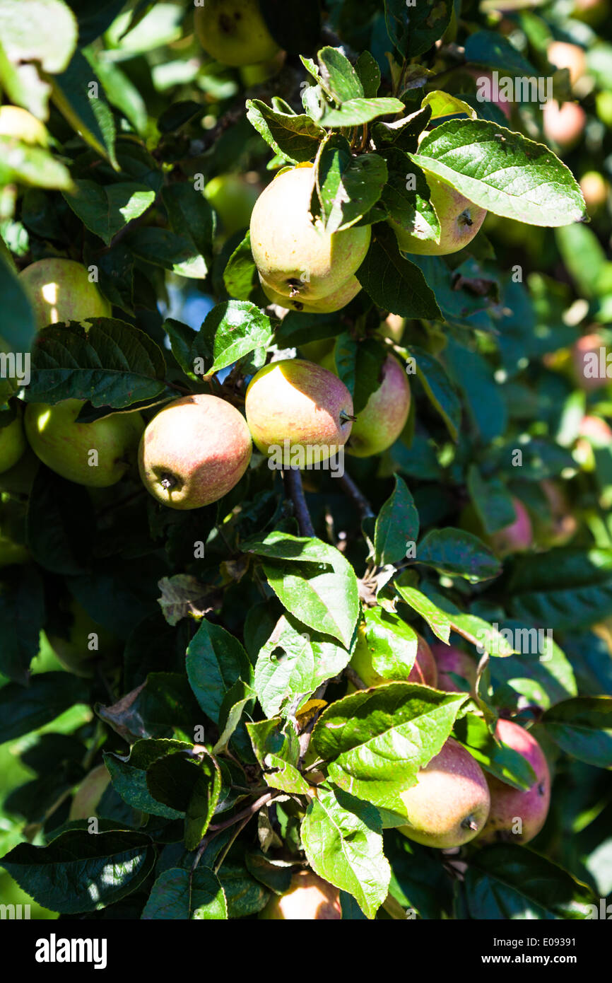 Äpfel reifen im Baum, Erntezeit, Aepfel Reifen Im Baum, Erntezeit Stockfoto