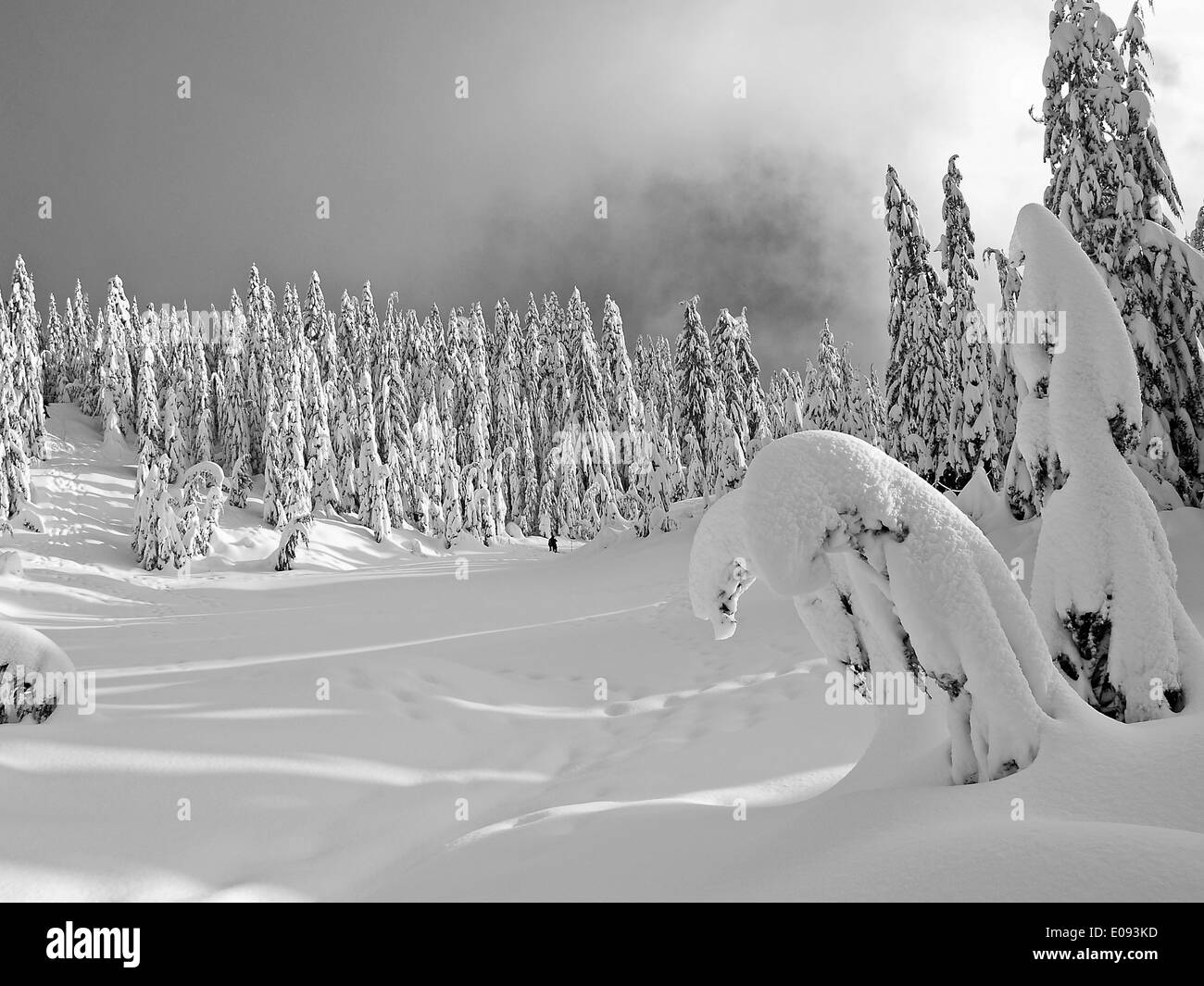 Der Schnee beladene Bögen der Zypresse Bäume, Cypress Provincial Park, North Vancouver, British Columbia Stockfoto