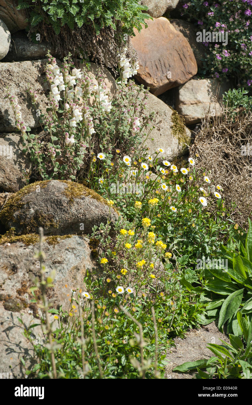 Blick vom trockenen Garten einpflanzen Stockfoto