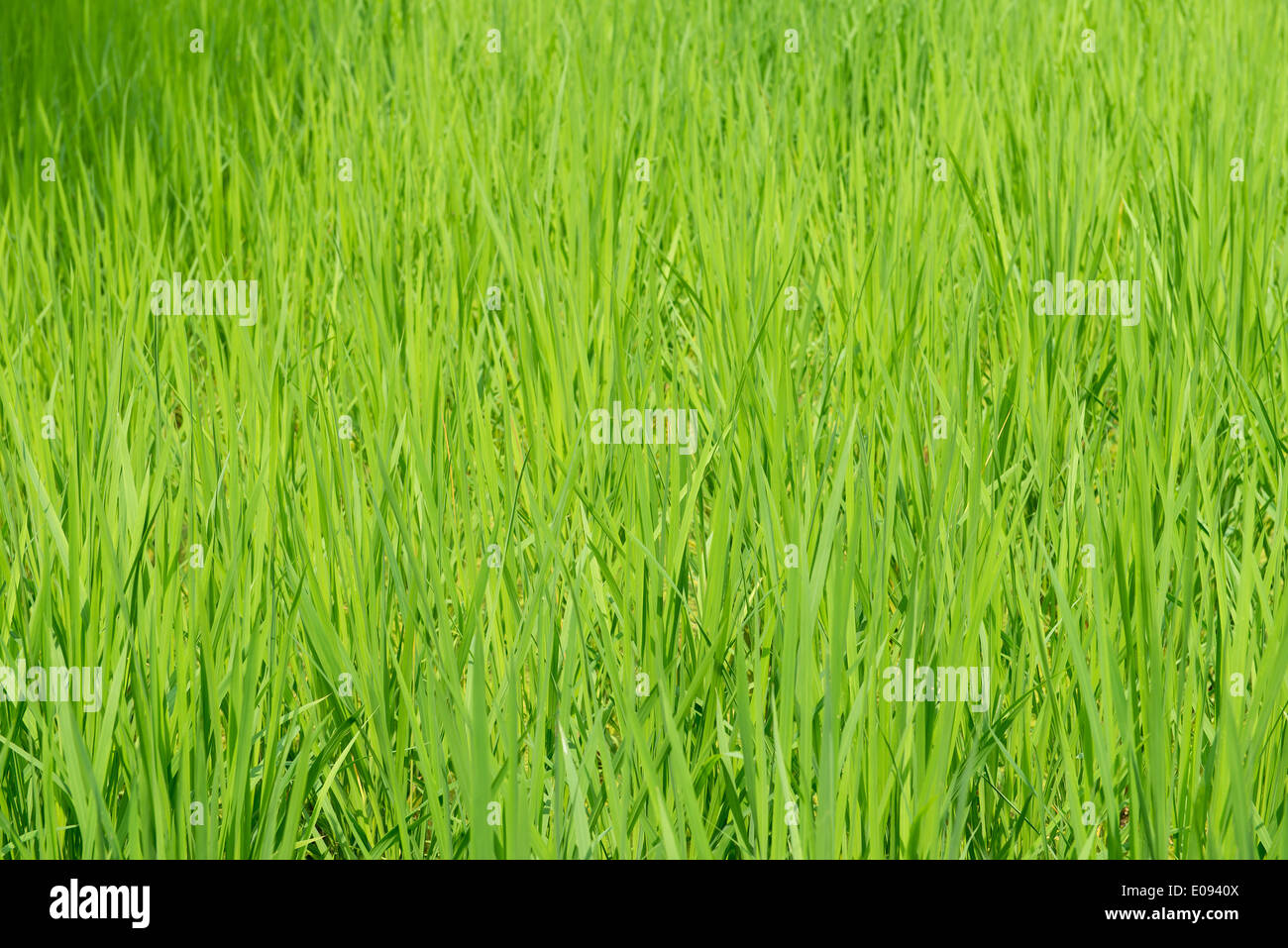 Grüne Reisfelder Hintergrund mit jungen Reispflanzen Stockfoto