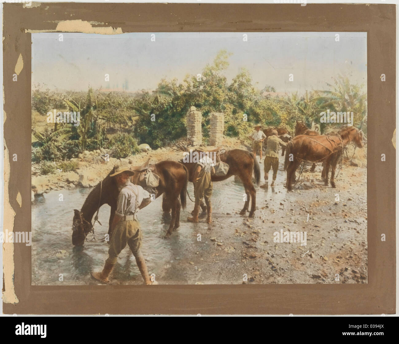 Bewässerung Pferde am Elisas Brunnen, Jericho Stockfoto