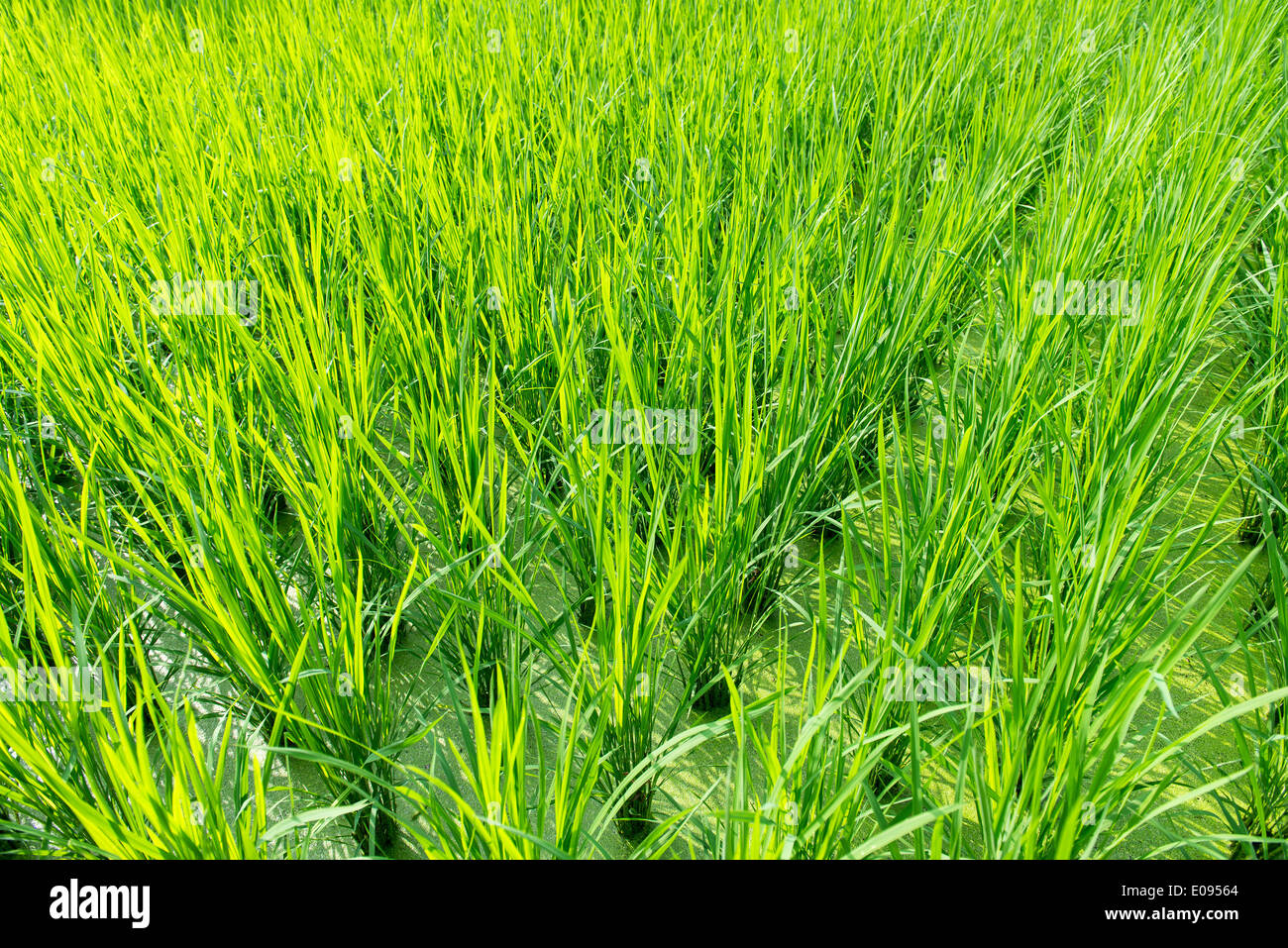 Grüne Reisfelder Hintergrund mit jungen Reispflanzen Stockfoto