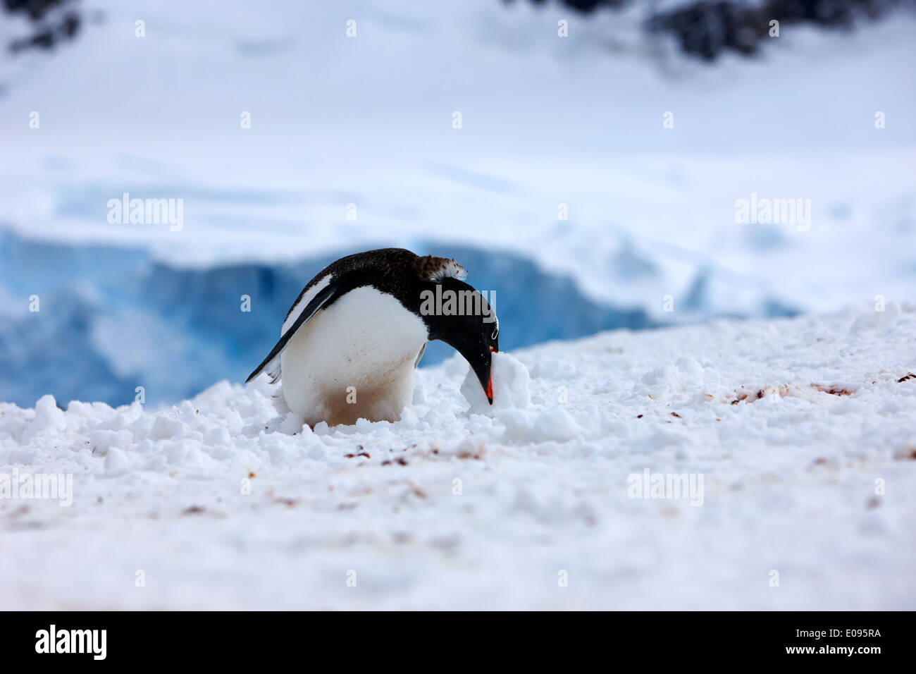 Juvenile Gentoo Penguin rollende Kugel aus Schnee am Neko Harbour Arctowski Halbinsel antarktischen Festland der Antarktis Abholung Stockfoto