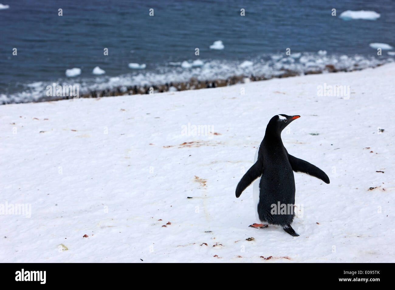 Gentoo Penguin zu Fuß bergab zu Neko Harbour Kolonie antarktischen Festland der Antarktis Stockfoto