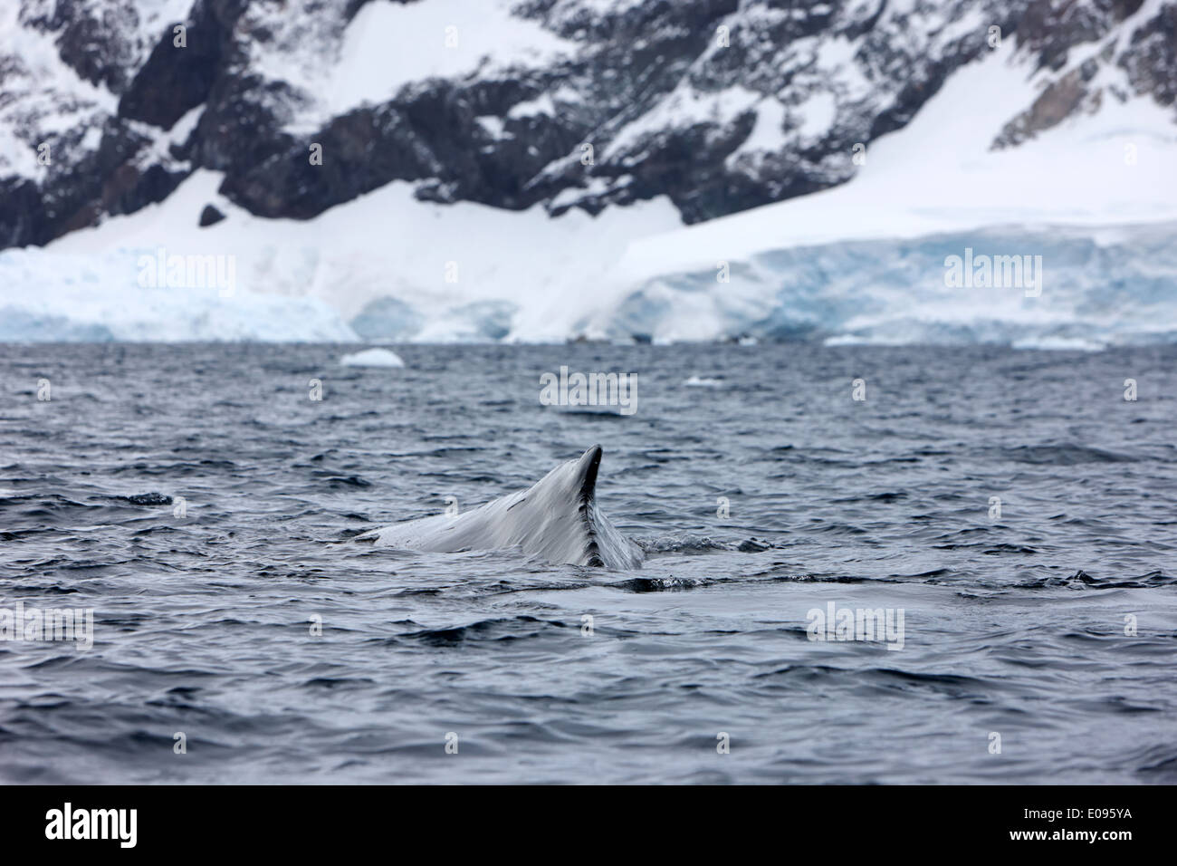 Buckelwal auftauchen in Neko Harbour Arctowski Halbinsel antarktischen Festland der Antarktis Stockfoto