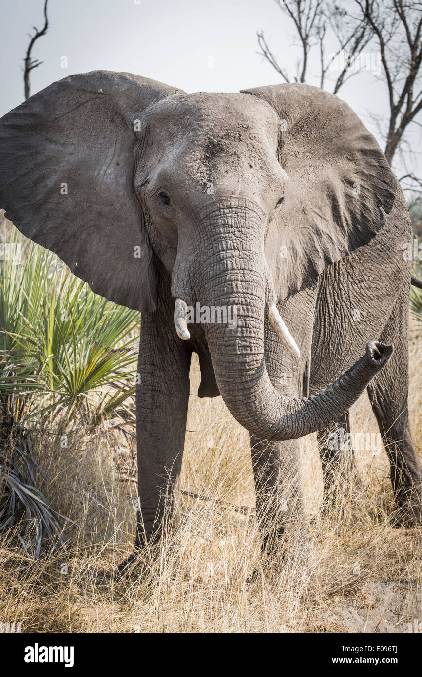 Afrikanischer Bush Elefant (Loxodonta Africana) muss eine aggressive Haltung mit angehobenen Stamm, Okavango Delta, Botswana Stockfoto
