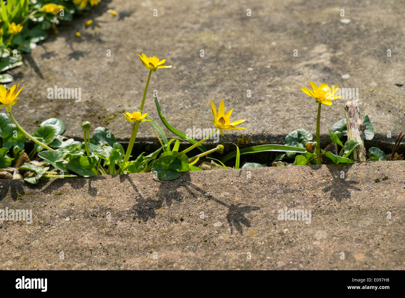 Kleinen Schöllkraut, Ranunculus Ficaria, Eingriff in einen Garten Weg. Stockfoto