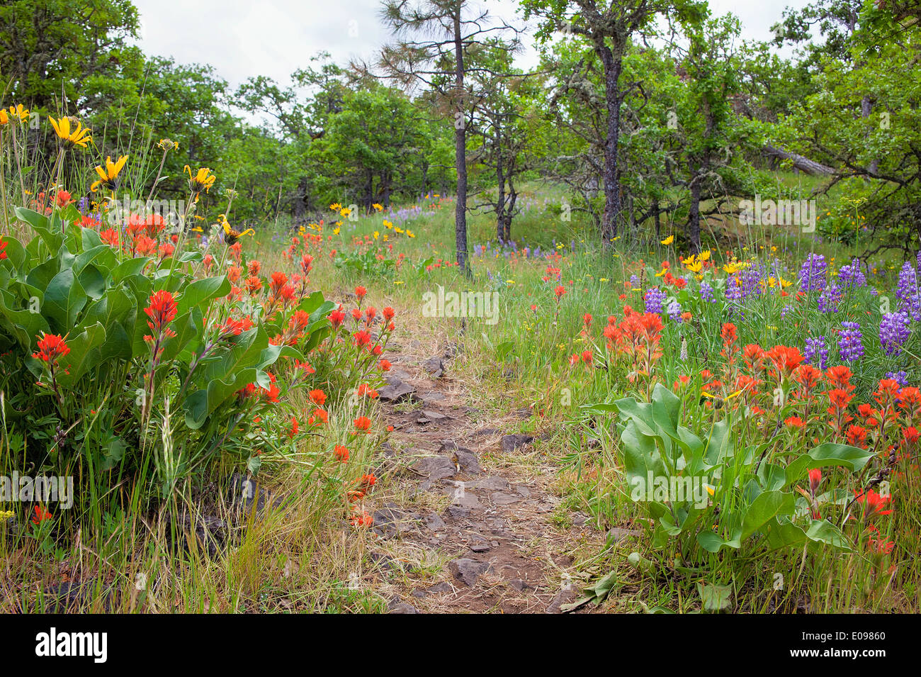 Wanderweg im Columbia River Gorge Oregon im Frühling mit Wildblumen Stockfoto