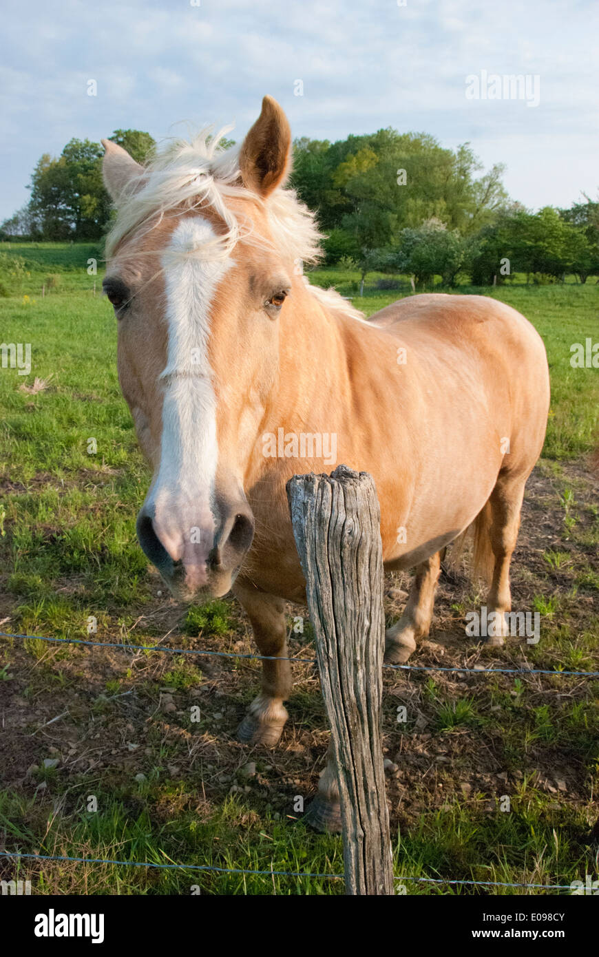 Tan-Pferd auf der Weide Stockfoto